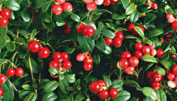 back-lingonberry